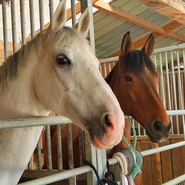 L Epinette de Boisemont - photo 2