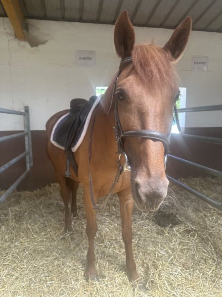 Centre Équestre & Poney Club de Franconville - photo 2