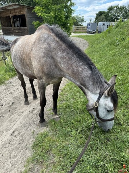Centre équestre du Plessis Bouchard - photo 3