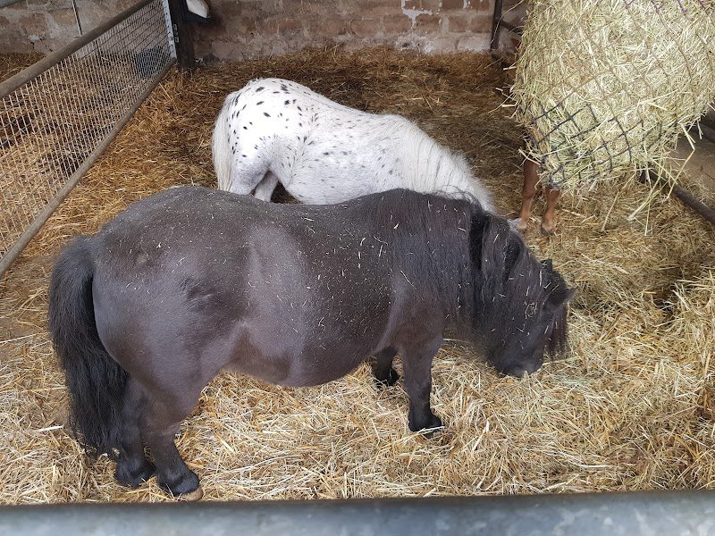 Ecurie de la ferme des Tilleuls - photo 2