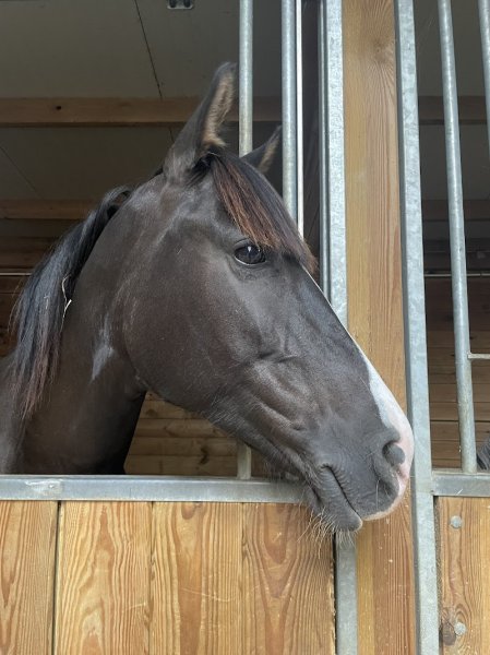 Haras Du Val - photo 2